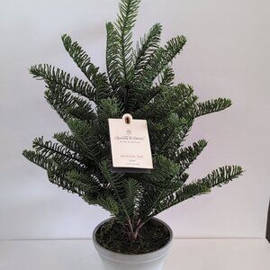 NWT Hearth & Hand with Magnolia Artificial Spruce Tree 22" Potted
